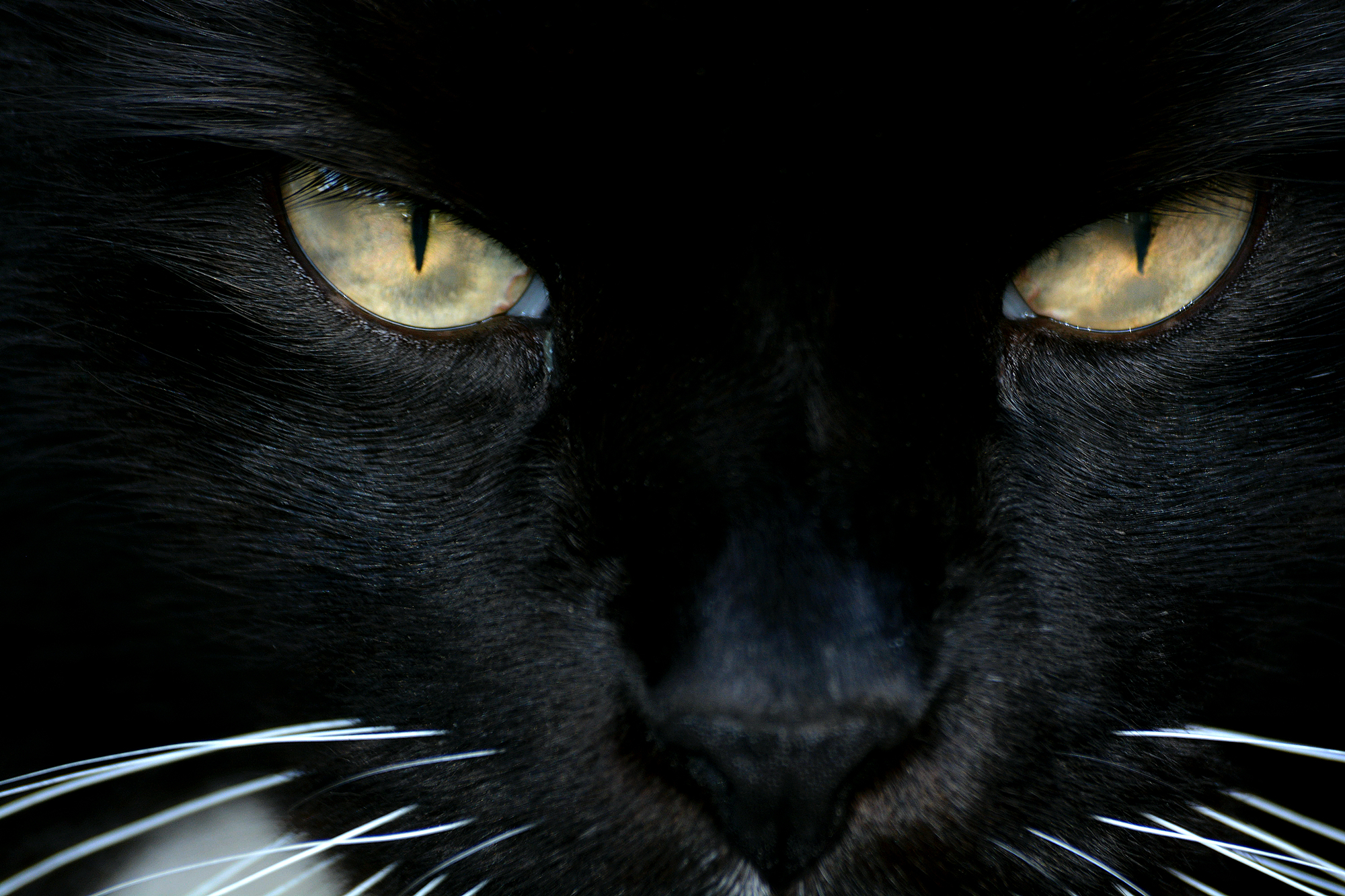 White Whiskers | Shutterbug